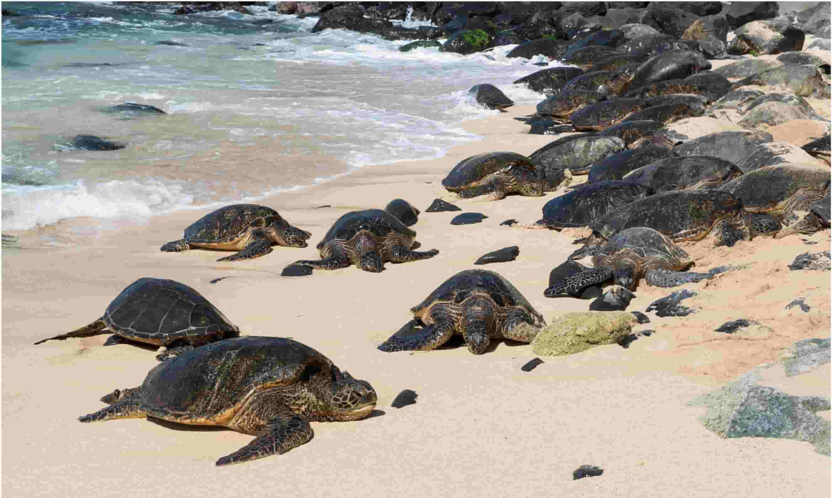 Ho'okipa Beach Park